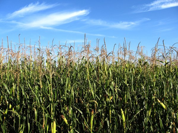 campo de milho: 