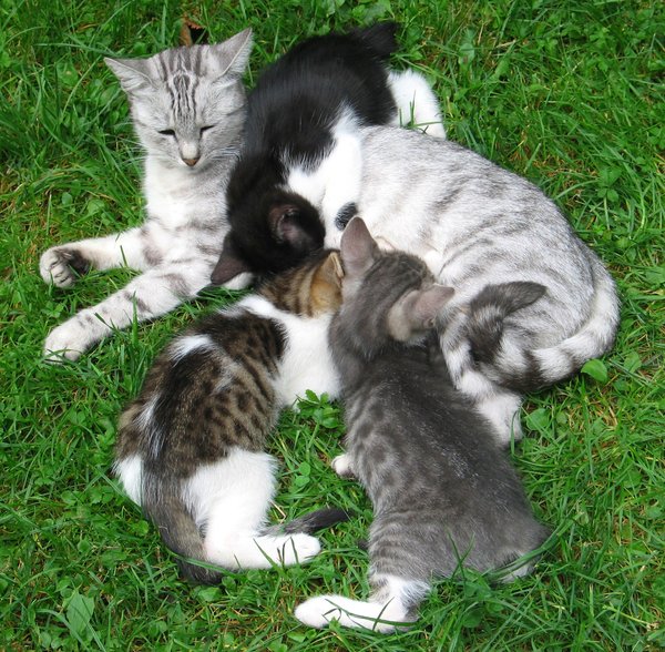 hongerige kittens: 