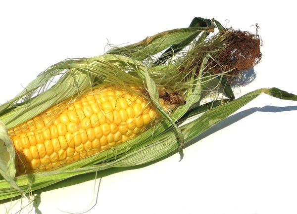 mazorcas de maíz 1: 