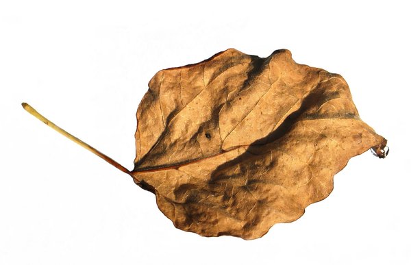 brown leaf: none