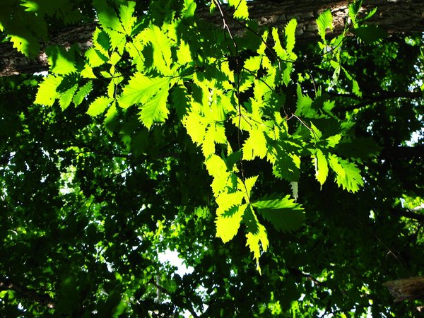 Leaf shade