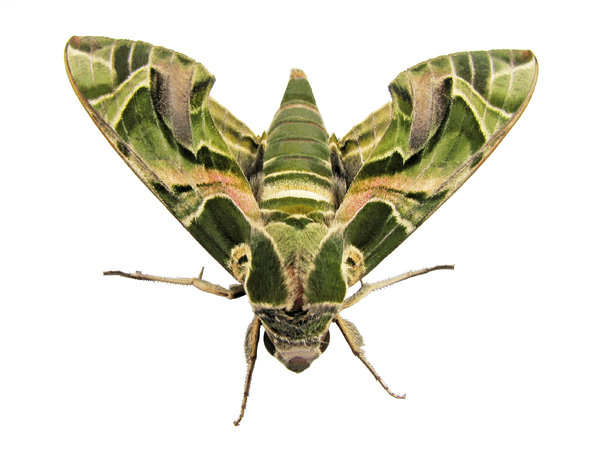 Oleander Hawk-moth Macro