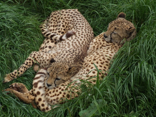 cheetahs 2