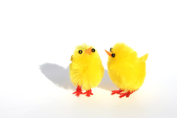 chick chick: two little yellow easter chicks on white background