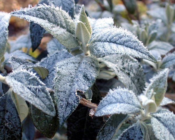frozen leaves texture