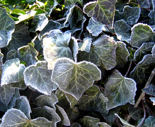 frozen leaves texture 3