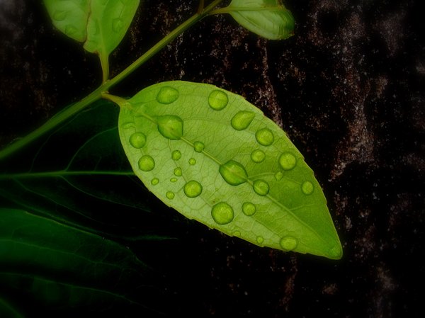 Raindrops on ...: Raindrops on a leaf