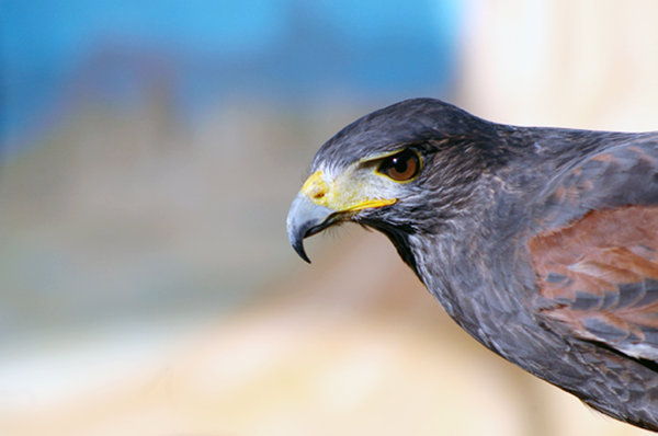 Falcon (head).