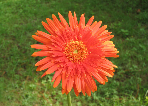 Radiant Flower