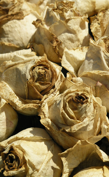 dry roses