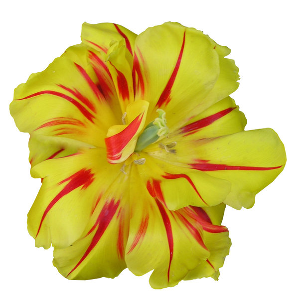 A yellow-red (fire) flower