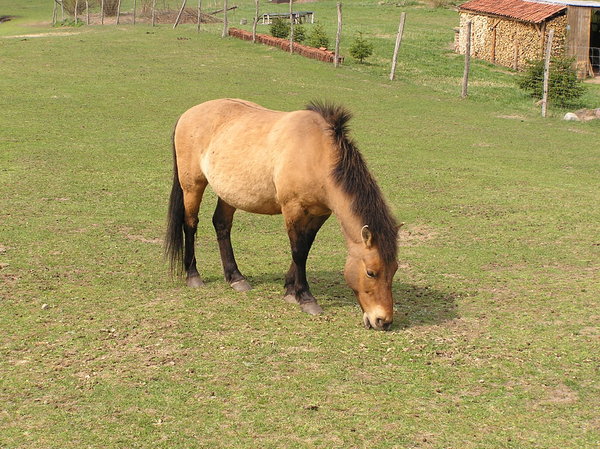 A horse on a field