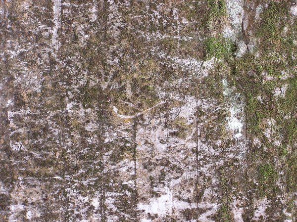 Mossed wall texture