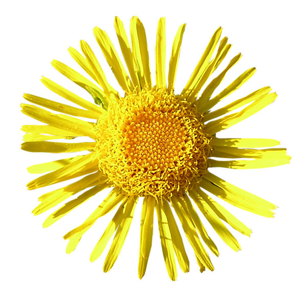 A yellow dandelion flower