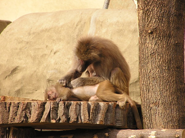 Stroking monkey