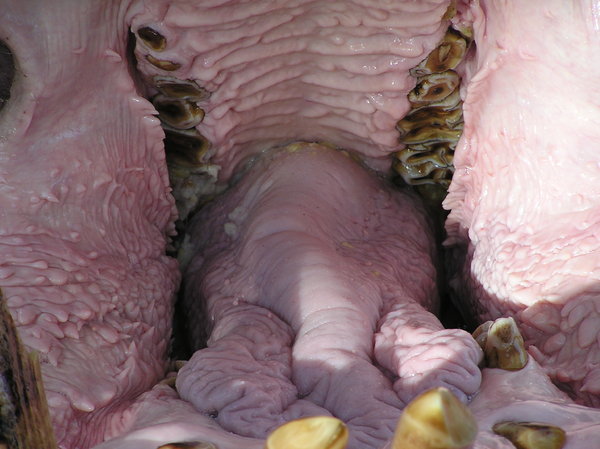 Nasty hippo throat