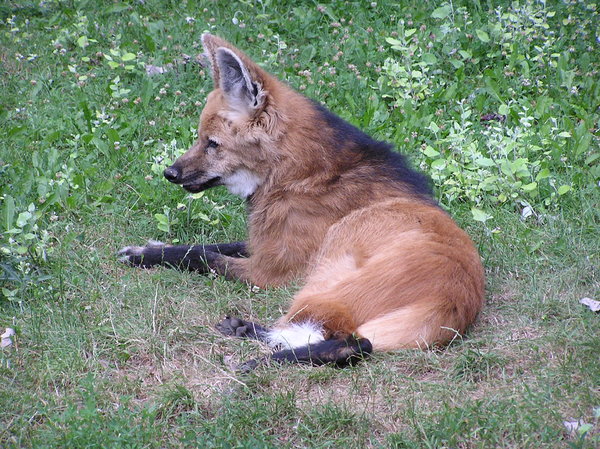 Red Wolf (Maned wolf)
