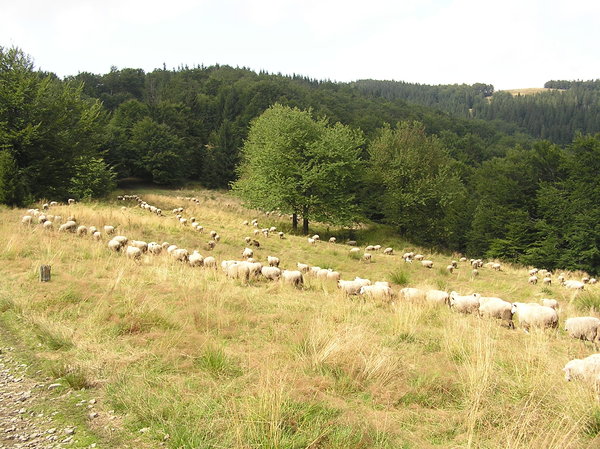 Sheeps Alignment