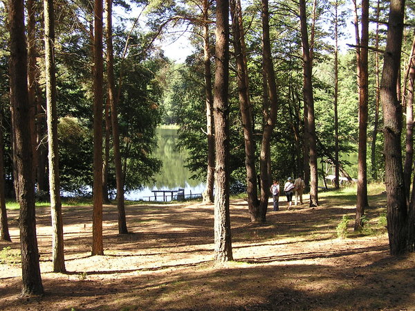 A forest by the lake
