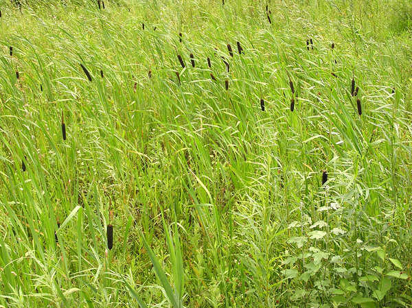 Bulrush grasslands
