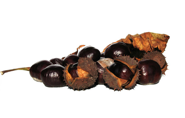 chestnuts 1