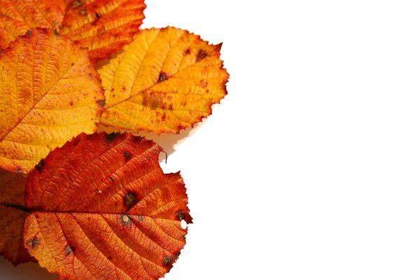 Red Leaves: A selection of autumn leaves against a white background