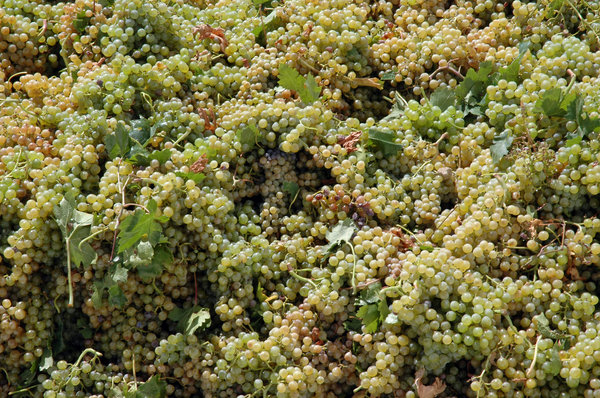 Grapes: Pedro Ximenez grapes for sweet wine.
