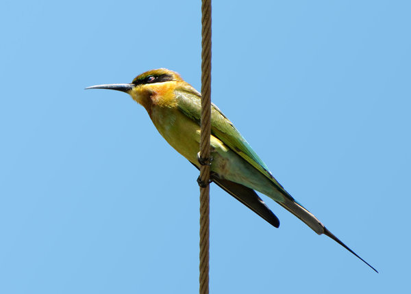 Bee Eater: A Blue Tailed Bee Eater