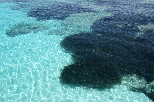Seaweed: Eelgrass and other seaweed in the clear aquamarine seawater of Sardinia.
