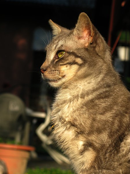 domesic cat 1