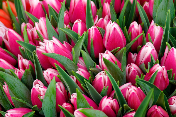 Bunches of Tulips 3