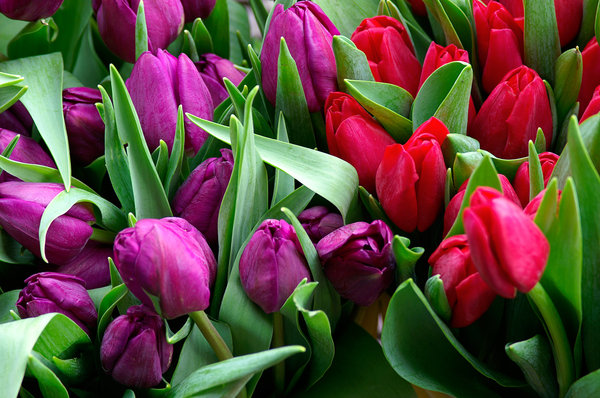 Manojos de tulipanes 1: 