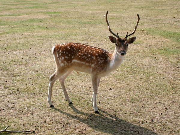 sika deer: 