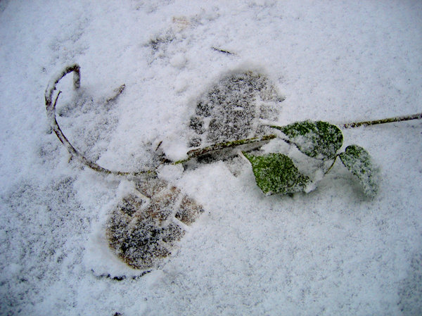 footprint on nature