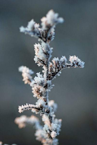 Frost: Details of frozen plants