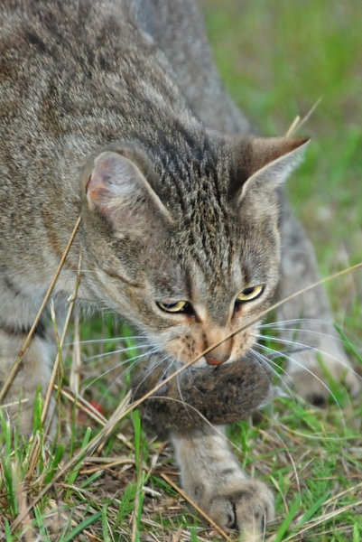 Cat and mouse hunting