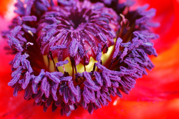 Macro sight of poppy flower 1