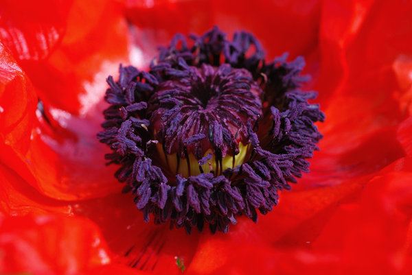Macro sight of poppy flower 3