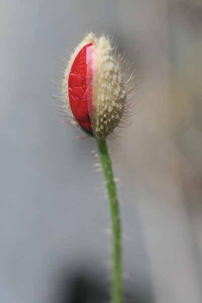 Born of the poppy flower