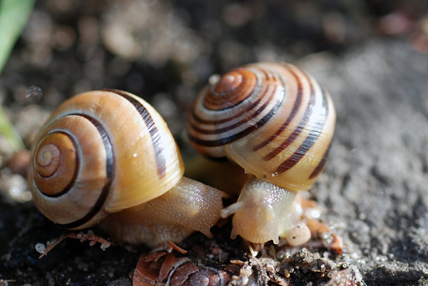 Meeting of the snails 1