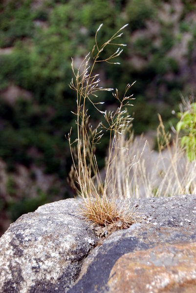 Grass on mountain's rock