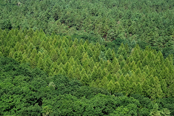 Thickset forest from bird's ey
