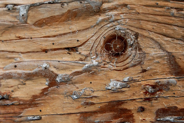 Old wood texture 2