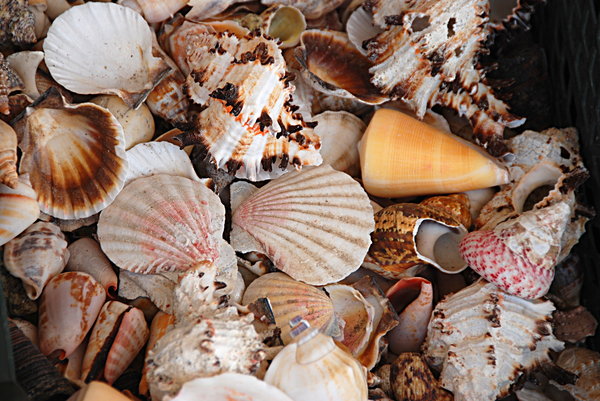 Sea shells texture 1