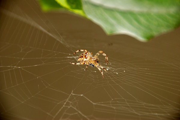 Orb-weaver spider and the vict