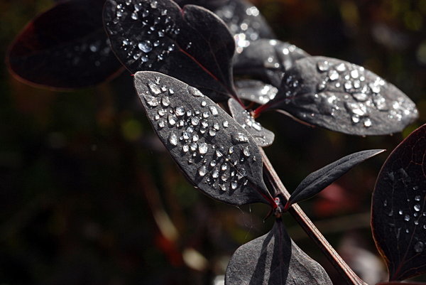 Fresh water droplets 2