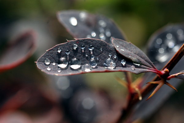 Fresh water droplets 4