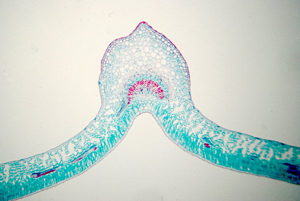 Jasmine microscopic view of le