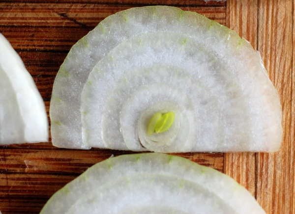 Onion slices texture 5
