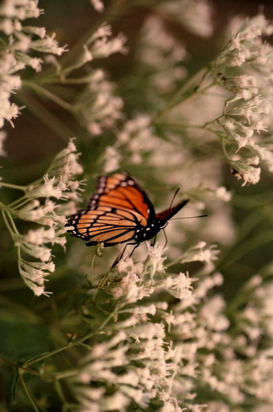 Monarch butterfly 1